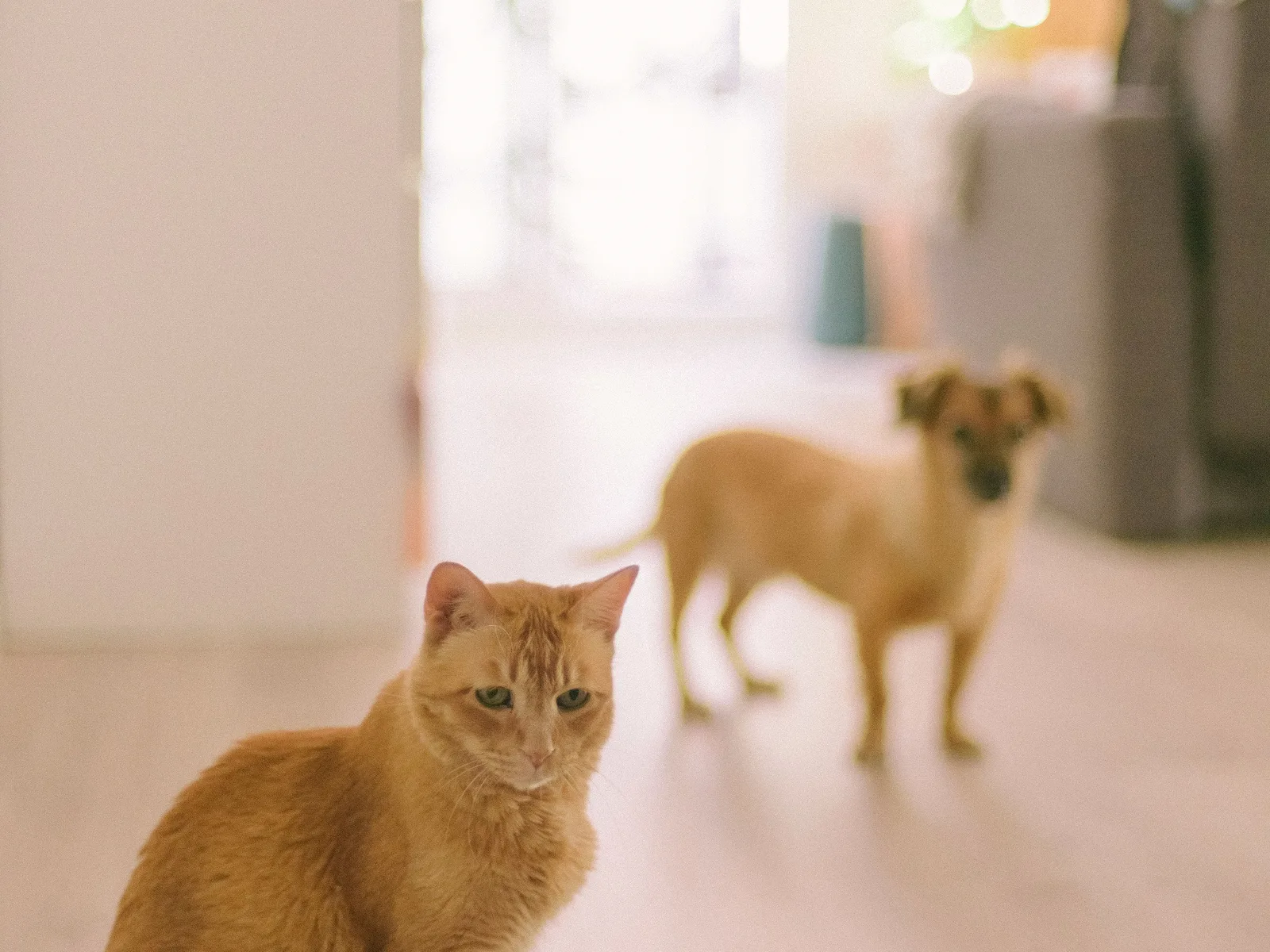 A dog and cat together in a warm home interior