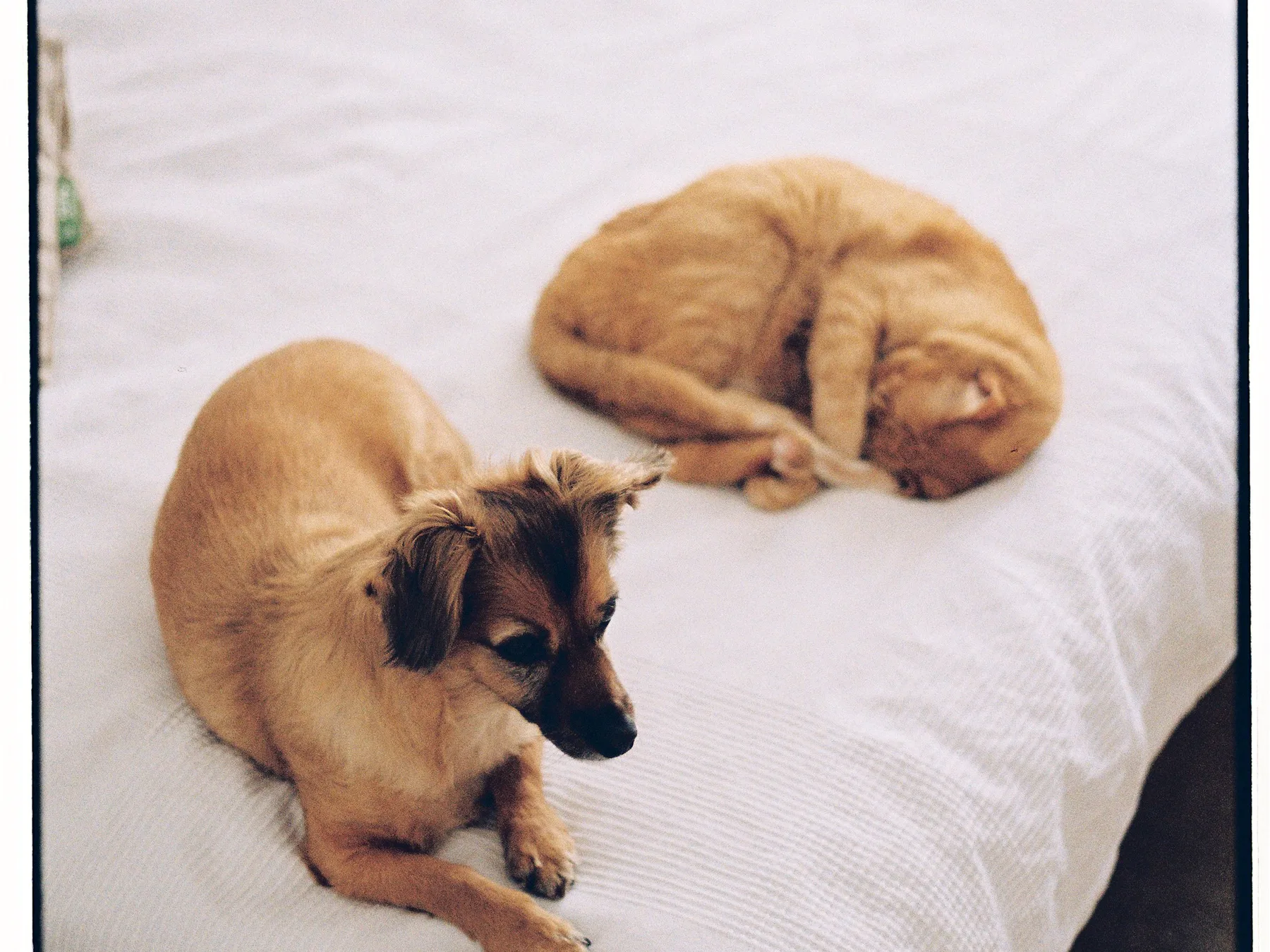 A dog and cat relaxing together on a bed