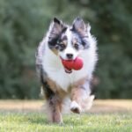 Dog running outdoors while carrying a red KONG Classic toy