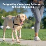 Dog walking outdoors in the PetSafe Easy Walk no-pull harness
