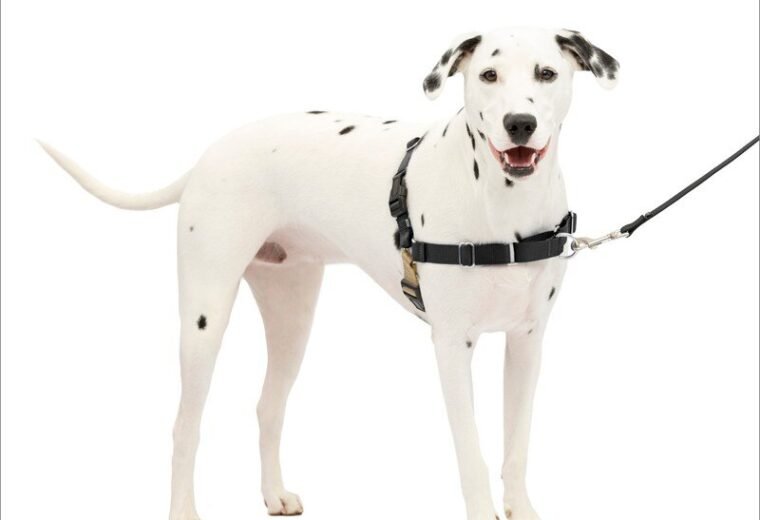 Dog wearing the PetSafe Easy Walk no-pull harness with front leash attachment