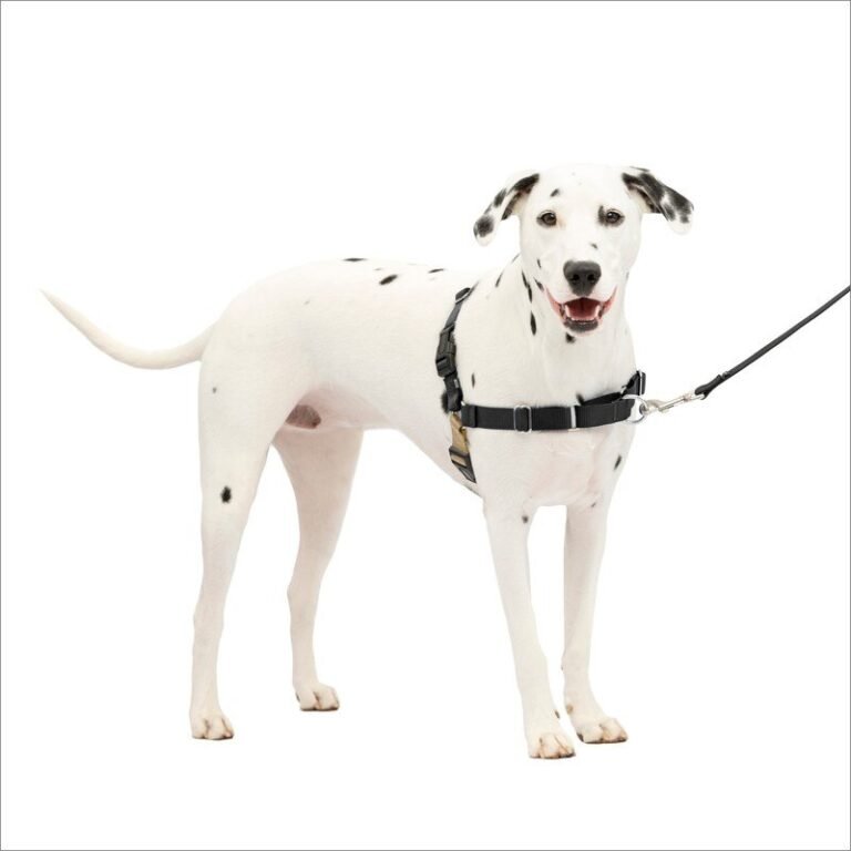 Dog wearing the PetSafe Easy Walk no-pull harness with front leash attachment
