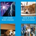 ADAPTIL Calm Home Diffuser common use situations for dogs