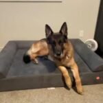 Original Orthopedic Dog Bed - Customer Photo From DUWANE SMITH