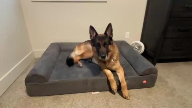 Original Orthopedic Dog Bed - Customer Photo From DUWANE SMITH