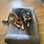 Big Barker Orthopedic Dog Bed - Customer Photo From Roel de los Santos