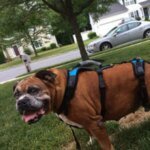 Senior boxer wearing the Help Em Up front-and-rear mobility harness