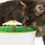 Cat drinking from the original green Catit Flower Fountain