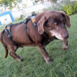Dog using the Help Em Up mobility harness with visible front and rear support sections