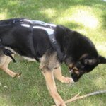 Dog wearing the exact Help Em Up full-body mobility harness outdoors