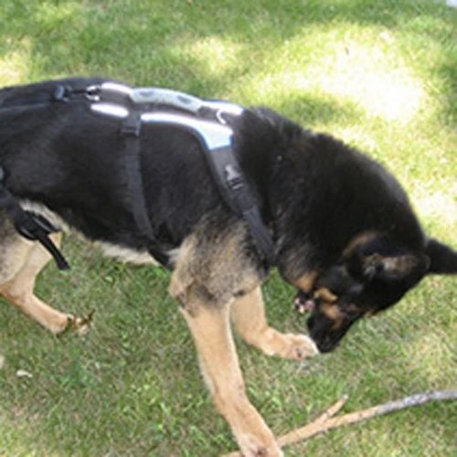 Dog wearing the exact Help Em Up full-body mobility harness outdoors
