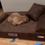 Big Barker Orthopedic Dog Bed - Customer Photo From Salvatore Savoca
