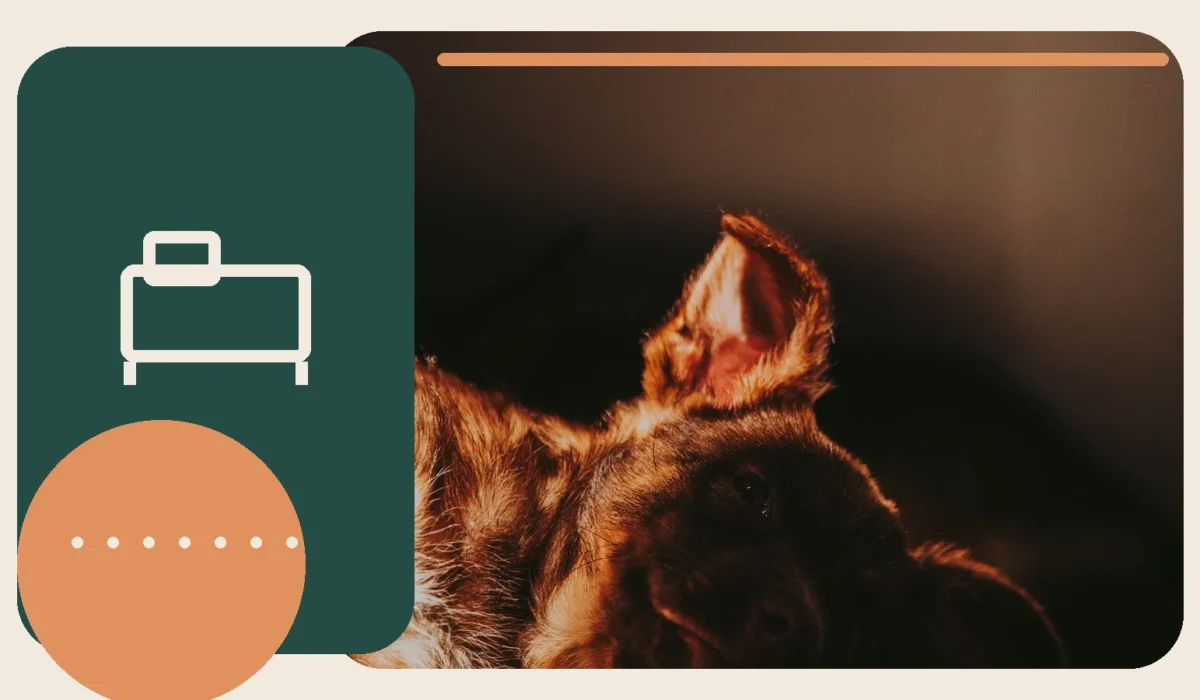 Editorial lifestyle image representing a calm, reassuring home environment for pets.