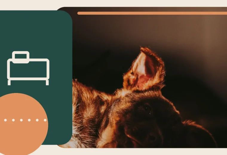 Editorial lifestyle image representing a calm, reassuring home environment for pets.