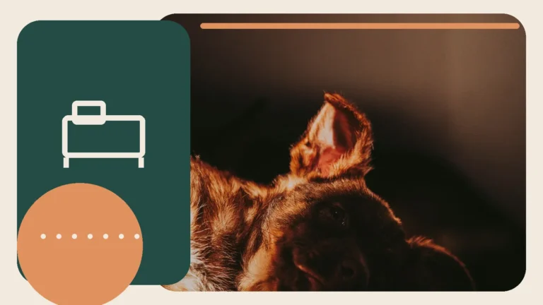 Editorial lifestyle image representing a calm, reassuring home environment for pets.