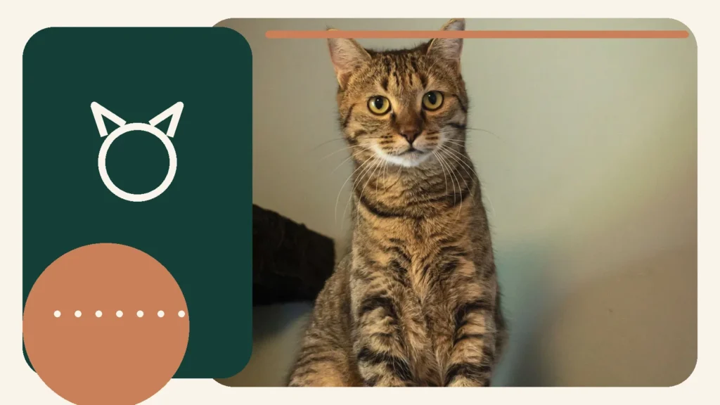 Editorial lifestyle image representing scratching, comfort, and everyday cat care.