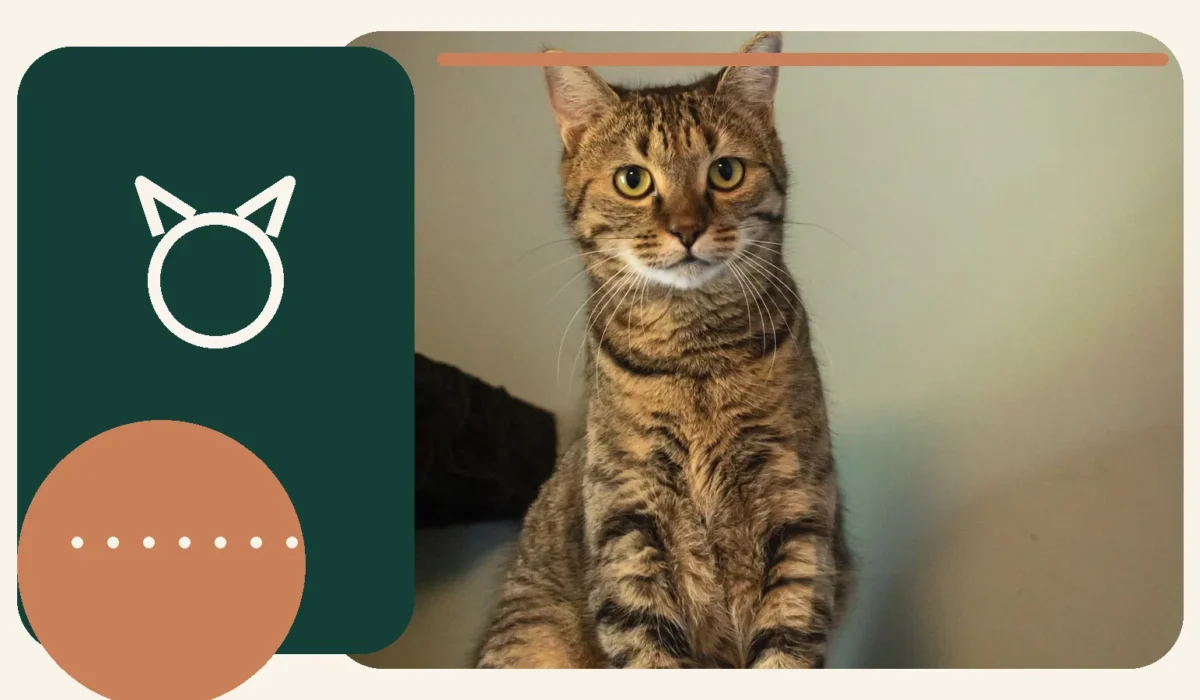Editorial lifestyle image representing scratching, comfort, and everyday cat care.