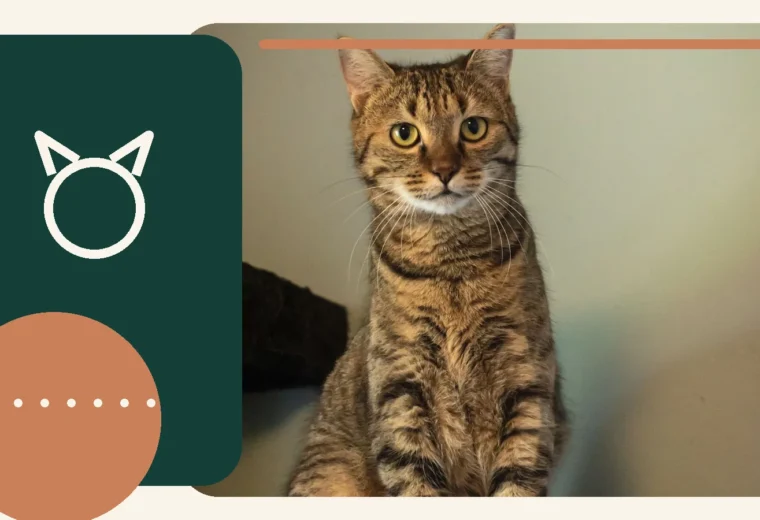Editorial lifestyle image representing scratching, comfort, and everyday cat care.