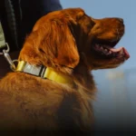 Fi Series 3 Plus smart dog collar exact product and collar-module view