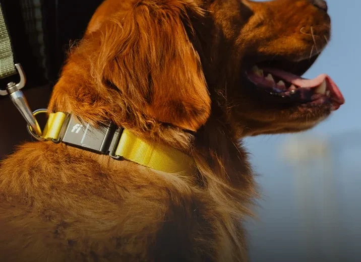 Fi Series 3 Plus smart dog collar exact product and collar-module view