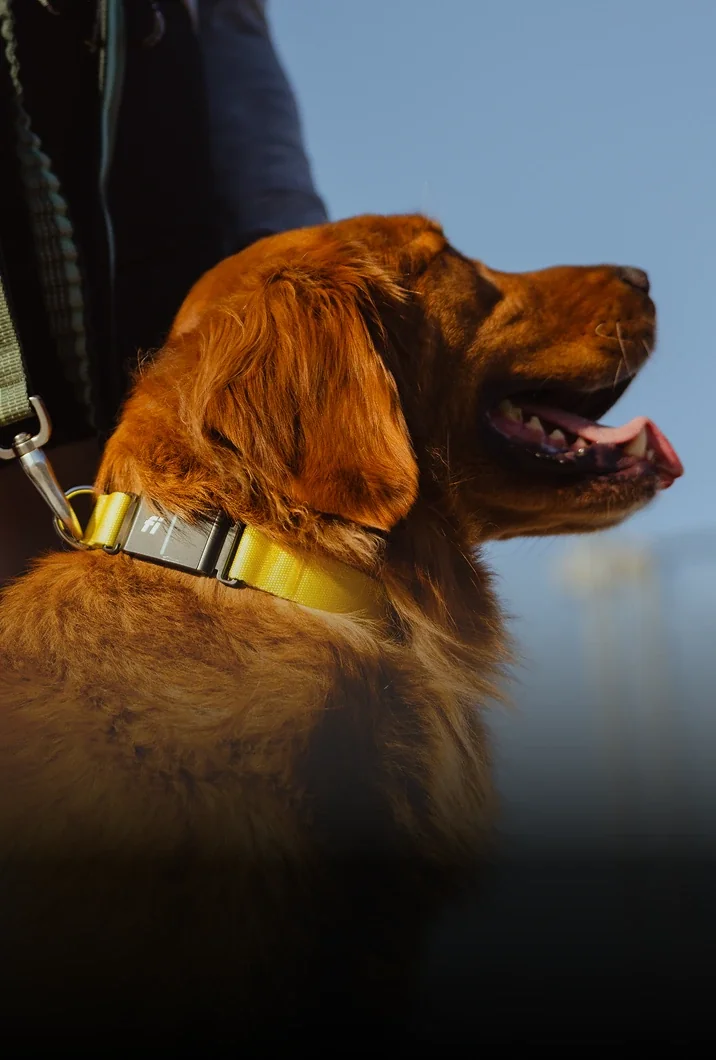 Fi Series 3 Plus smart dog collar exact product and collar-module view