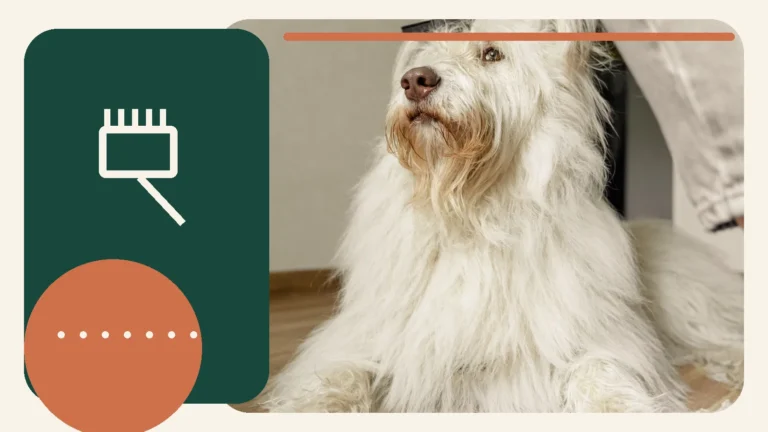 Editorial lifestyle image representing gentle pet grooming and home cleanup.