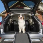 Dog standing at the top of the exact PetSafe Happy Ride folding ramp at an SUV