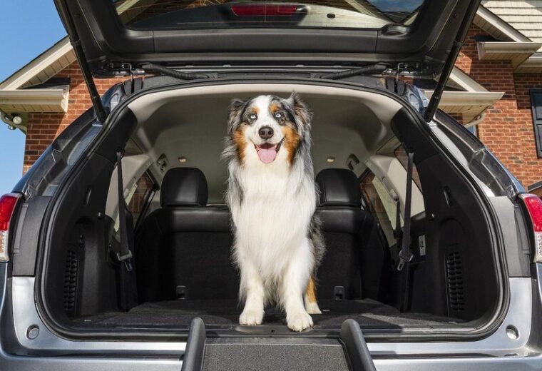 Dog standing at the top of the exact PetSafe Happy Ride folding ramp at an SUV