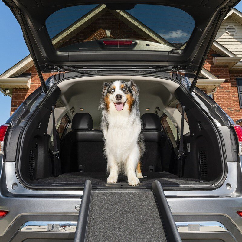 Dog standing at the top of the exact PetSafe Happy Ride folding ramp at an SUV