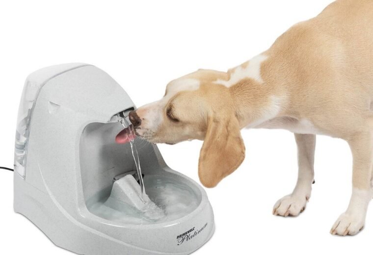 Dog drinking from the exact PetSafe Drinkwell Platinum 168-ounce pet fountain