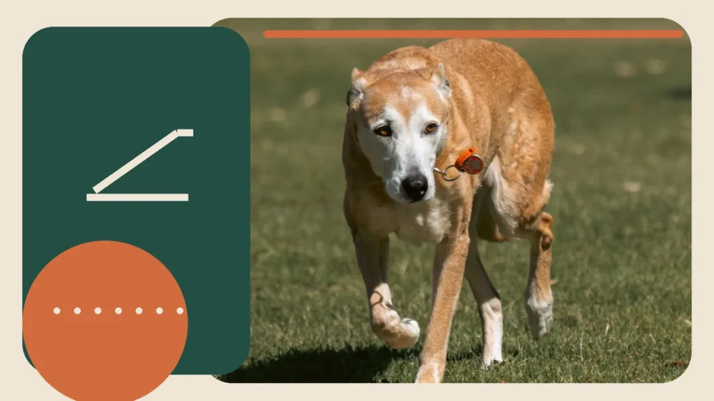 Editorial lifestyle image representing comfort and support for an older dog.