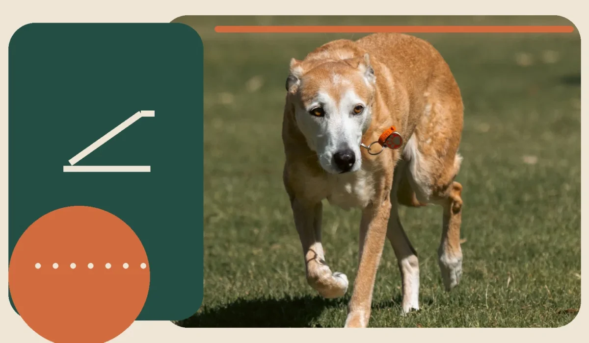 Editorial lifestyle image representing comfort and support for an older dog.
