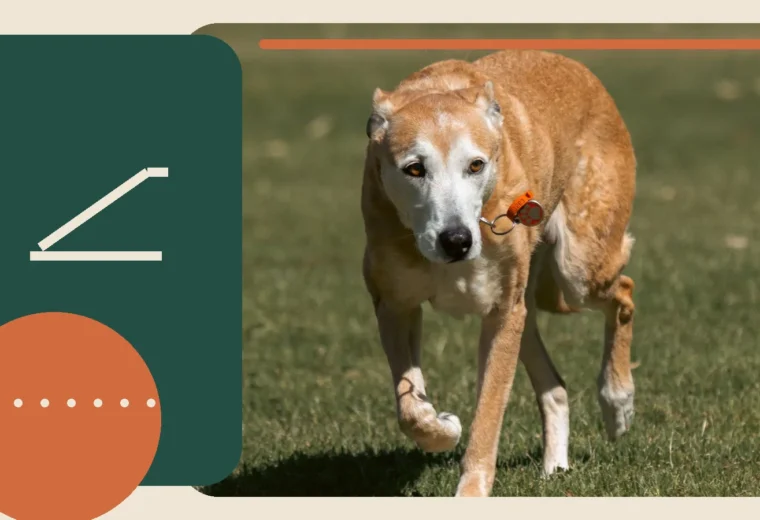 Editorial lifestyle image representing comfort and support for an older dog.