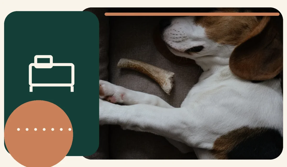 Editorial lifestyle image representing comfortable pet beds and restful sleep.