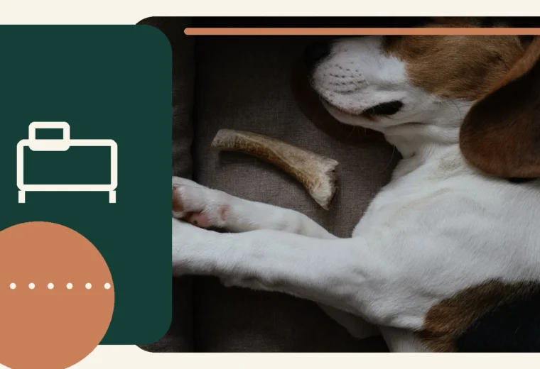 Editorial lifestyle image representing comfortable pet beds and restful sleep.