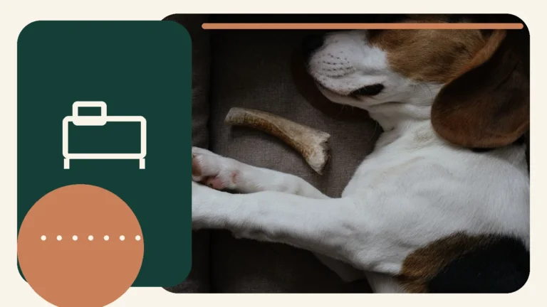 Editorial lifestyle image representing comfortable pet beds and restful sleep.