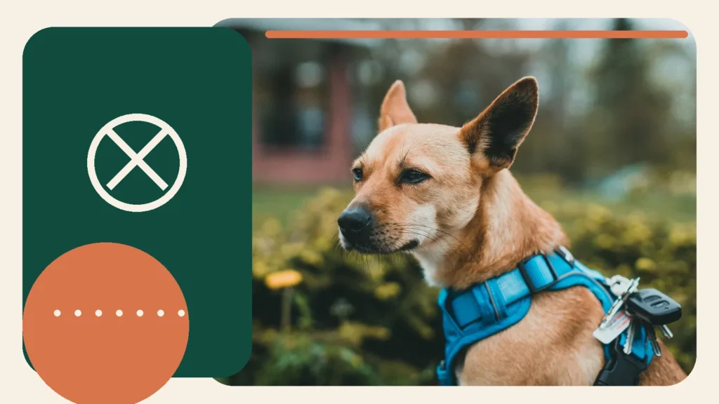 Editorial lifestyle image of a dog in walking equipment outdoors.
