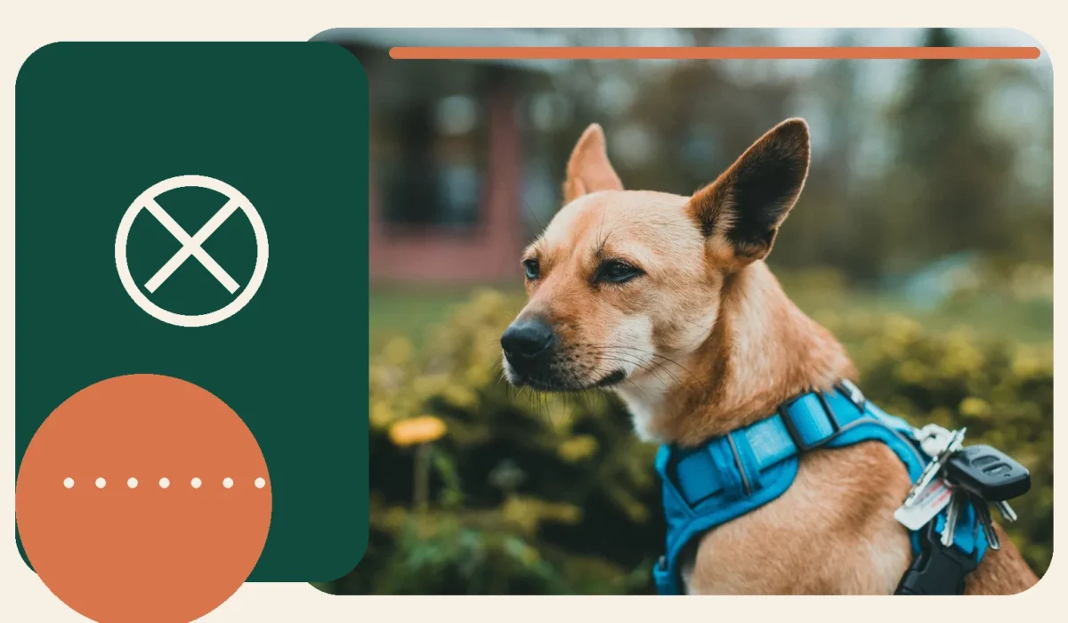 Editorial lifestyle image of a dog in walking equipment outdoors.