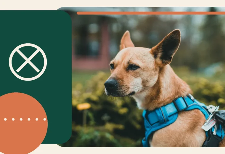 Editorial lifestyle image of a dog in walking equipment outdoors.