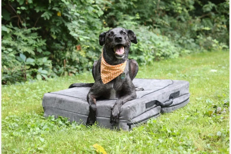 Barker Beds Fold-N-Go Travel Dog Bed used outdoors by a dog