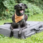 Barker Beds Fold-N-Go Travel Dog Bed close lifestyle view