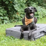 Barker Beds Fold-N-Go Travel Dog Bed alternate lifestyle view
